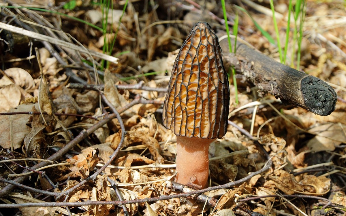 Edible Plant Series – Wild Mushrooms